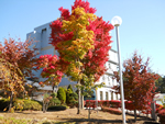 紅葉 クリックすると拡大します