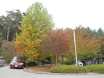 紅葉 クリックすると拡大します